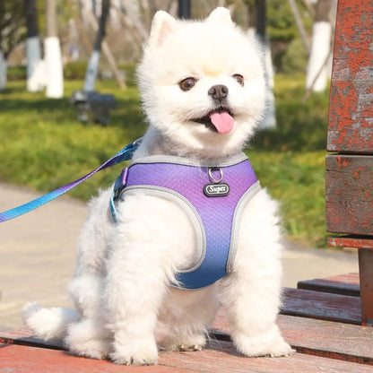 Harnais chien - Supet - Le Chihuahua Voyageur