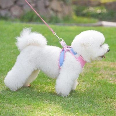 Harnais chiot | Comfort Secure - Le Chihuahua Voyageur