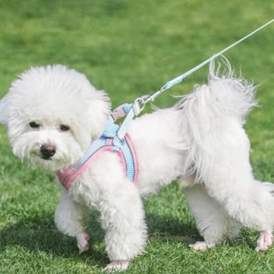 Harnais chiot | Comfort Secure - Le Chihuahua Voyageur