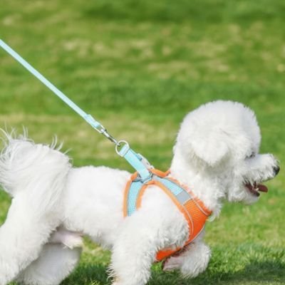 Harnais chiot | Comfort Secure - Le Chihuahua Voyageur