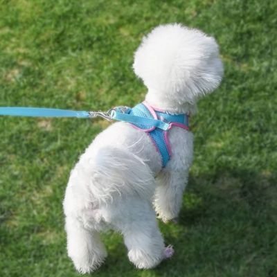 Harnais chiot | Comfort Secure - Le Chihuahua Voyageur