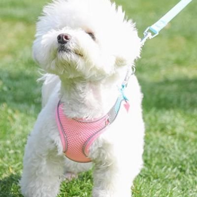 Harnais chiot | Comfort Secure - Le Chihuahua Voyageur