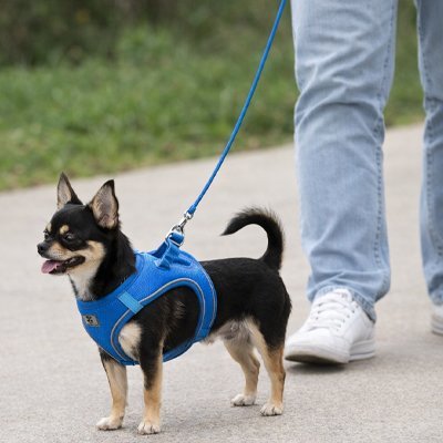 Harnais chiot | Confort Sécurisé - Le Chihuahua Voyageur