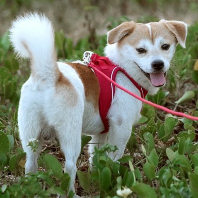 Harnais chiot | Confort Sécurisé - Le Chihuahua Voyageur