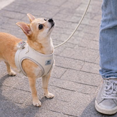 Harnais chiot | Confort Sécurisé - Le Chihuahua Voyageur
