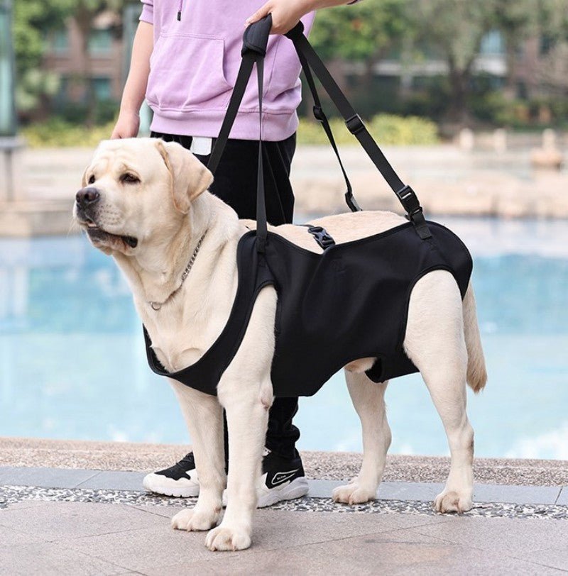 Harnais pour chien - Ceinture d'assistance - Le Chihuahua Voyageur