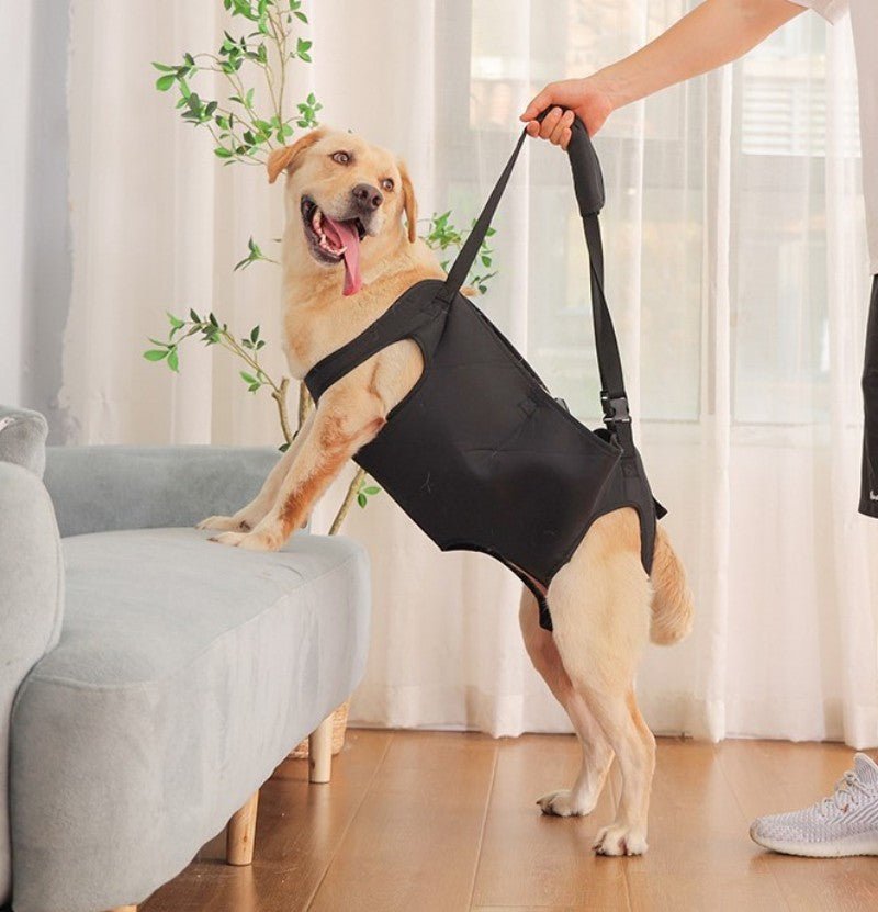 Harnais pour chien - Ceinture d'assistance - Le Chihuahua Voyageur