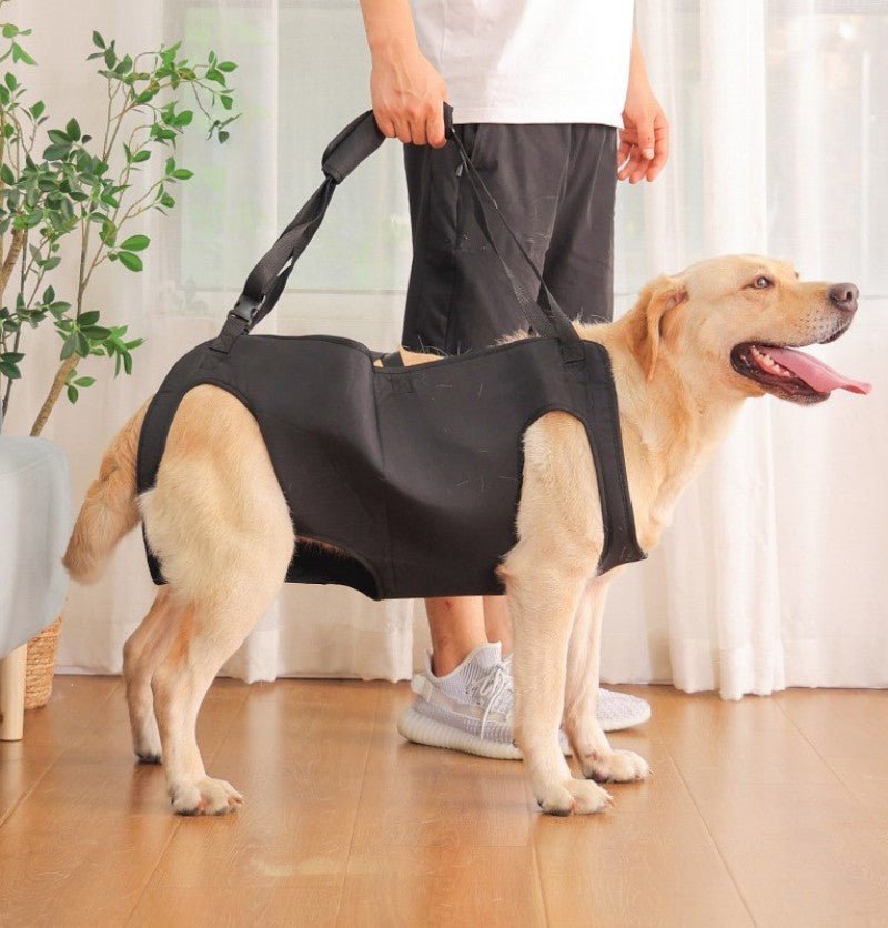 Harnais pour chien - Ceinture d'assistance - Le Chihuahua Voyageur