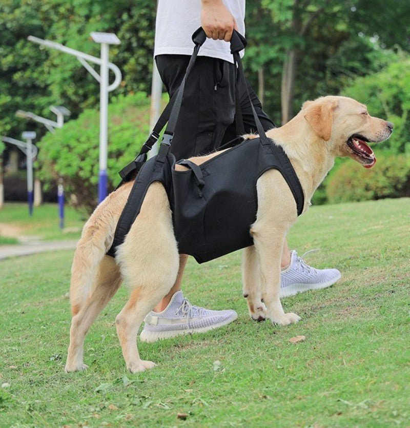 Harnais pour chien - Ceinture d'assistance - Le Chihuahua Voyageur