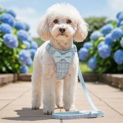 Harnais pour petit Chien | ComfortFlex - Le Chihuahua Voyageur