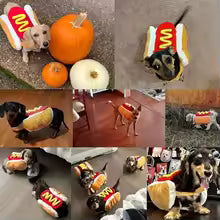 Déguisement chien Hot-Dog