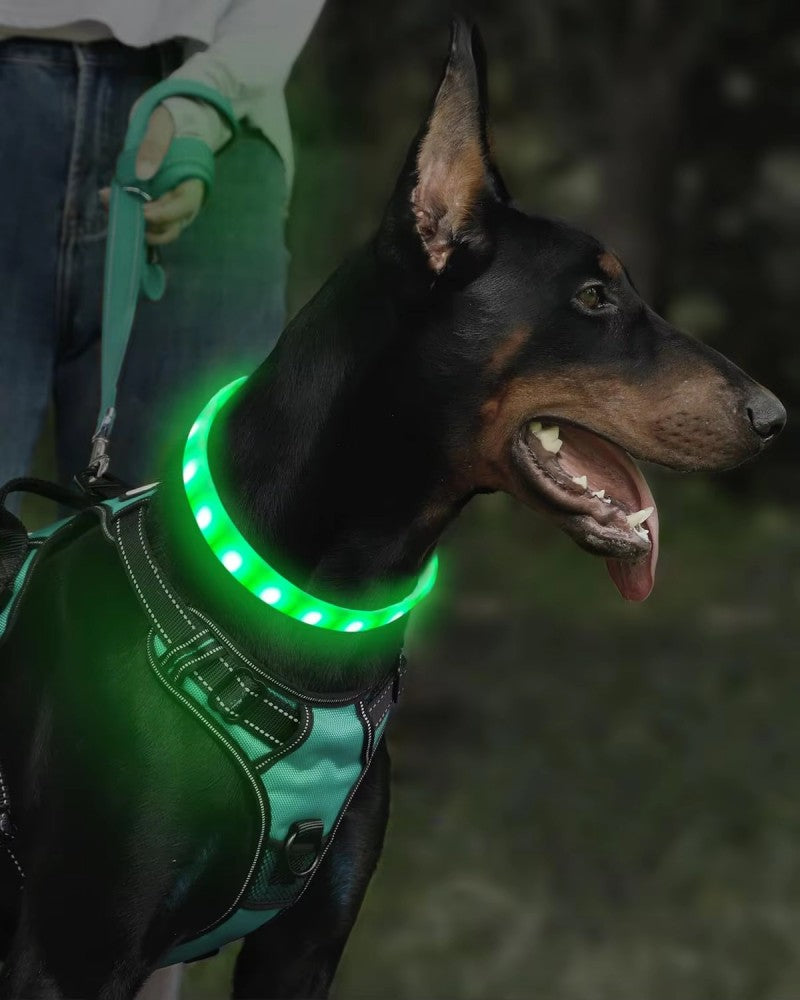 Collier lumineux chien-Led couleur