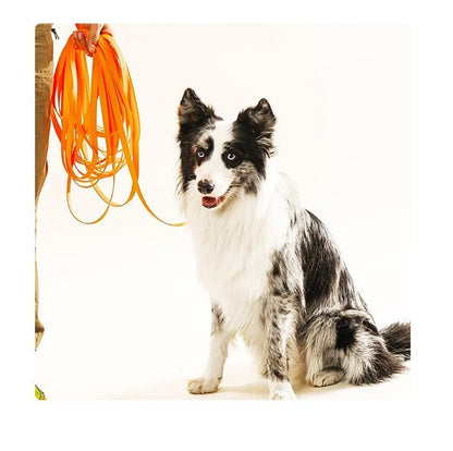 Longe pour chien-PVC imperméable
