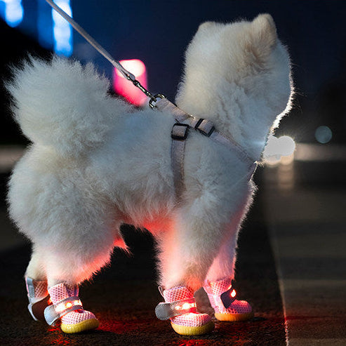 chaussure chien |  MINI-LED Respirante