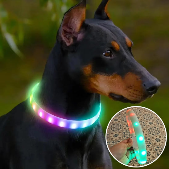 Collier lumineux chien-Led couleur