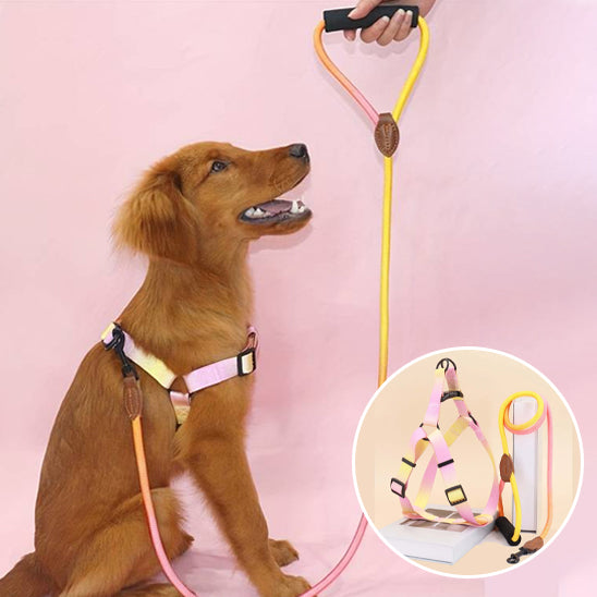Harnais pour chien | DUO RobuConfort