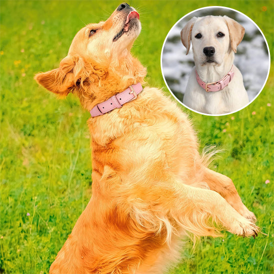Collier chien cuir - Cuir robuste