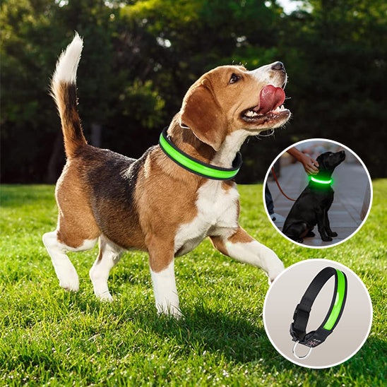 Colliers lumineux pour chiens- Lumi USB