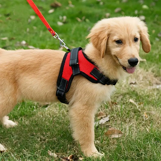 Harnais chien anti traction- Halter de base