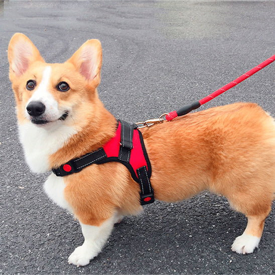 Harnais chien anti traction- Halter de base