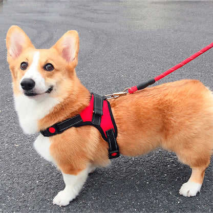 Harnais chien anti traction- Halter de base