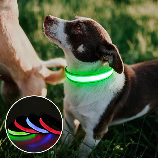 Colliers lumineux pour chiens- Lumi USB