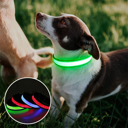 Colliers lumineux pour chiens- Lumi USB