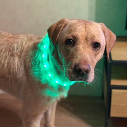 Collier lumineux chien-Led couleur