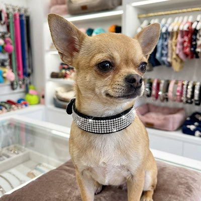 collier chien-strass