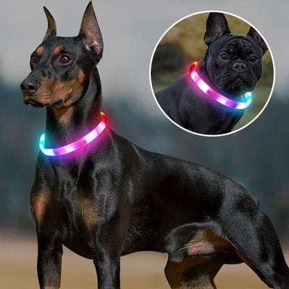 Collier lumineux chien-Led couleur
