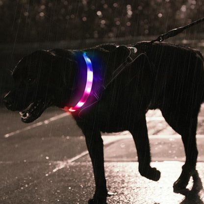 Collier lumineux chien-Led couleur