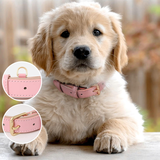 Collier chien cuir - Cuir robuste