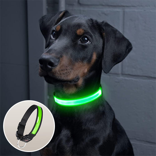 Colliers lumineux pour chiens- Lumi USB