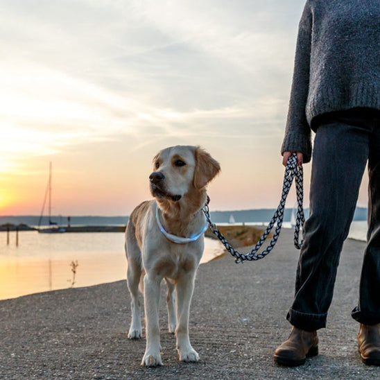 Collier lumineux chien-Led couleur