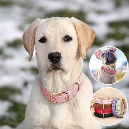 Collier chien cuir - Cuir robuste