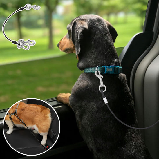 Laisse pour chien-Wire polyvalent