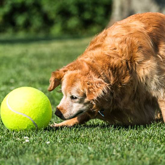La Balle pour chien- GEANTE