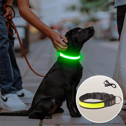 Colliers lumineux pour chiens- Lumi USB
