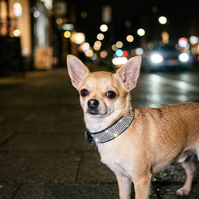 collier chien-strass
