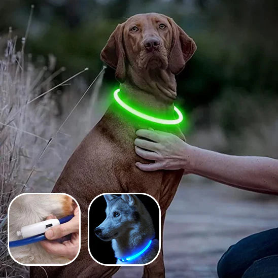 Collier chien lumineux- Led Luminous