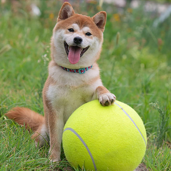 La Balle pour chien- GEANTE
