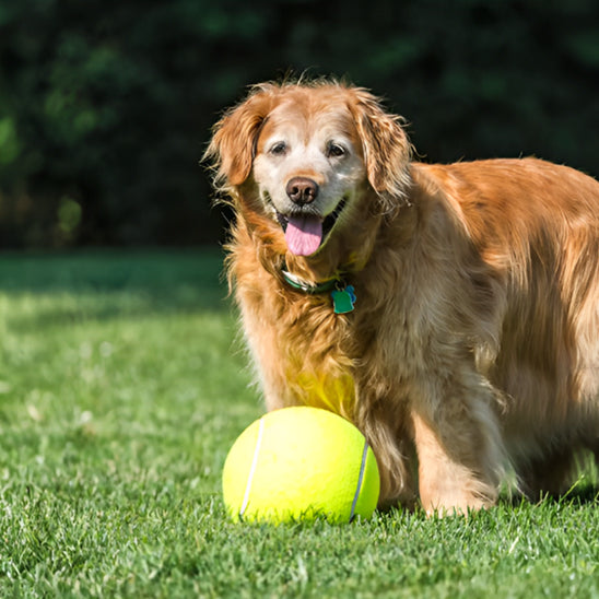La Balle pour chien- GEANTE