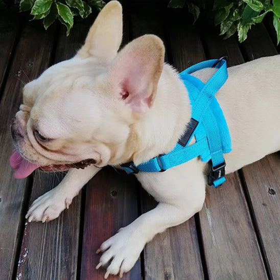 Harnais chien anti traction- No choking