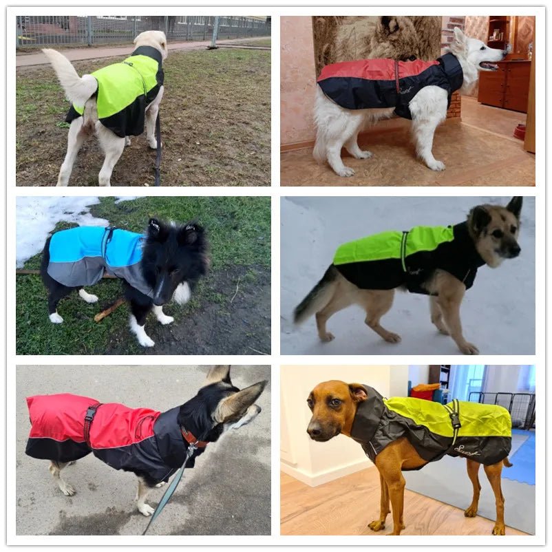 Imperméable pour chien | Protection Ultra - Le Chihuahua Voyageur