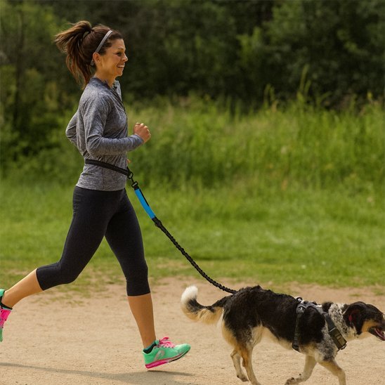 Laisse chien main libre | Liberté Optimale - Le Chihuahua Voyageur