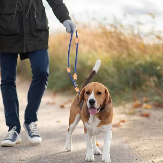 Laisse double pour chien | Sans enchevêtrement - Le Chihuahua Voyageur