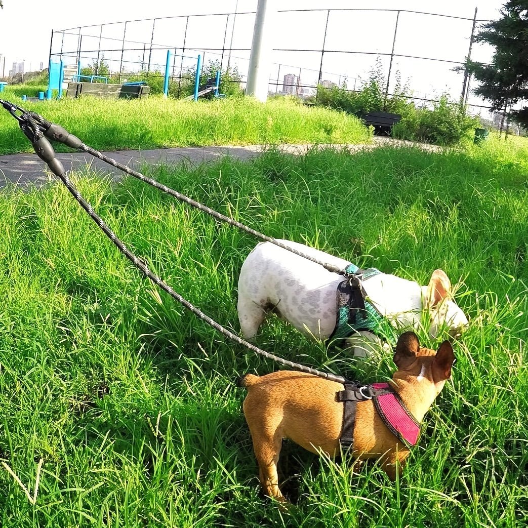 Laisse double pour chien - Taglory Reflective Dual - Le Chihuahua Voyageur