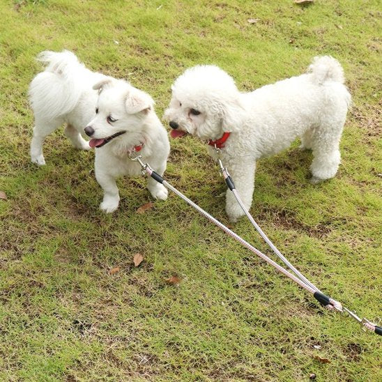 Laisse double pour chien