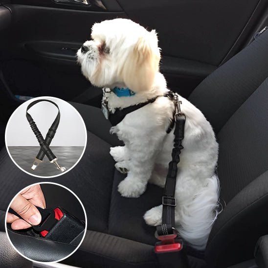 laisse pour chien avec absorption de chocs - Le Chihuahua Voyageur