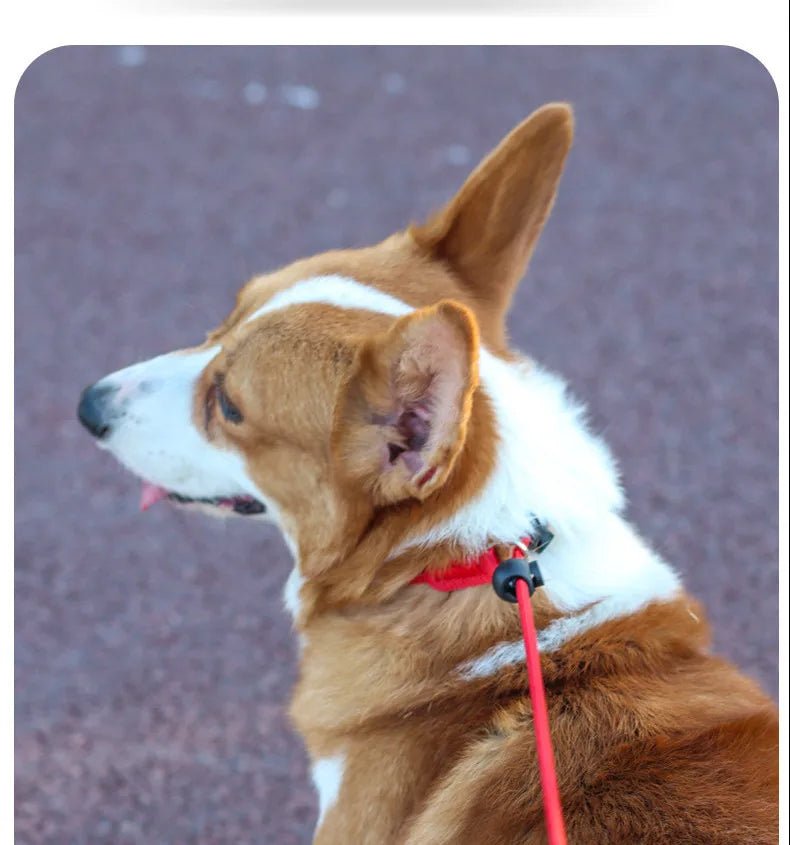 Laisse pour chien JANPET Choking Rope - Le Chihuahua Voyageur